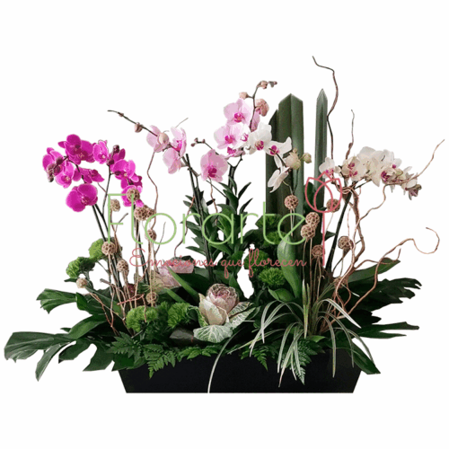 Bosque de Orquídeas