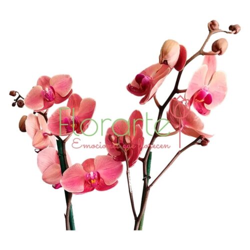 Orquídea Antique Orquídea Antique