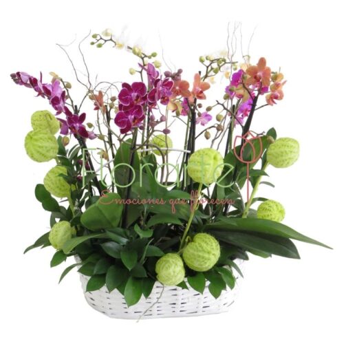 Caperuza de Orquídeas Baby