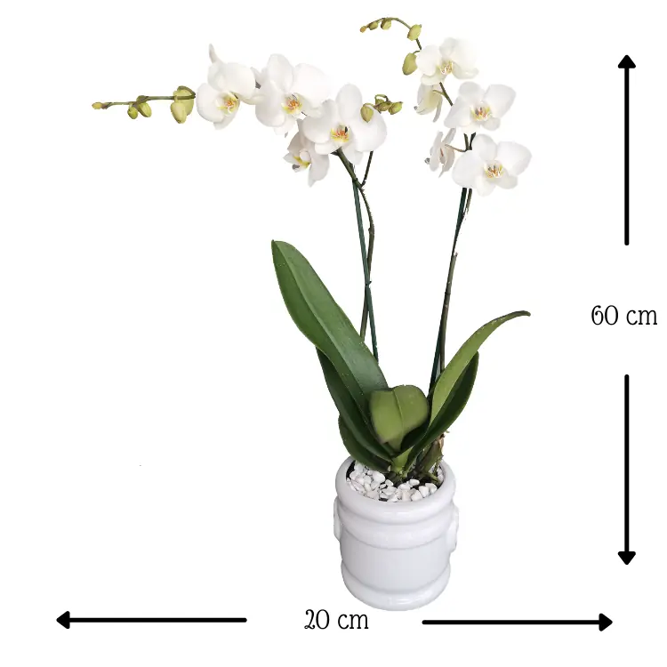OrquÍdeas Carmen - Imagen 2