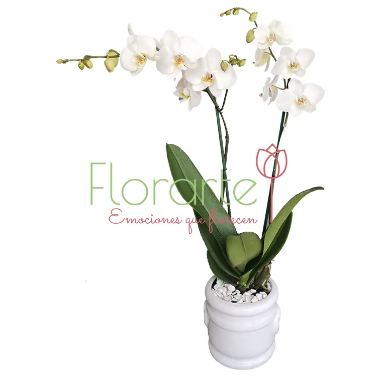 OrquÍdeas Carmen