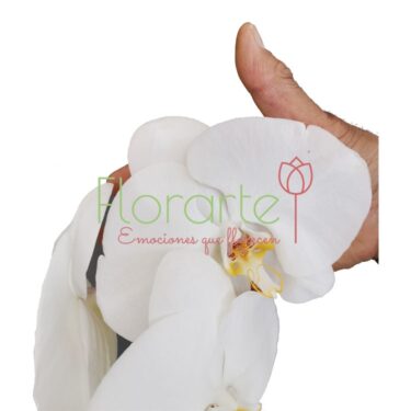 Gran Cisne Blanco Premium