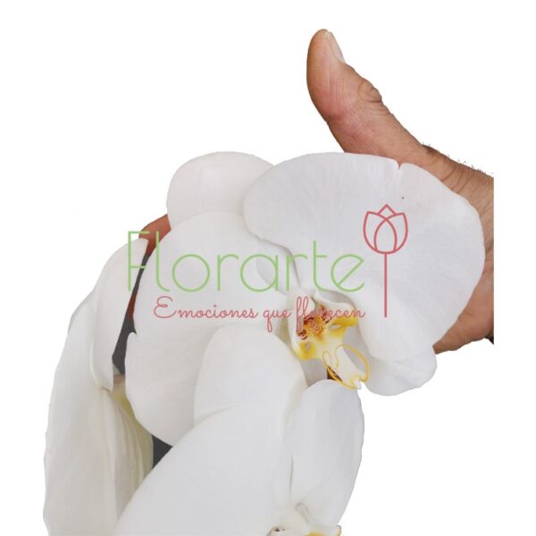 Gran Cisne Blanco Premium