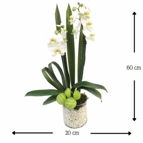 Cisne Blanco Cisne Blanco