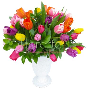 Reina de Tulipanes