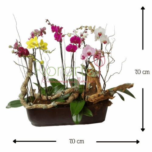 Delirio de Orquídeas