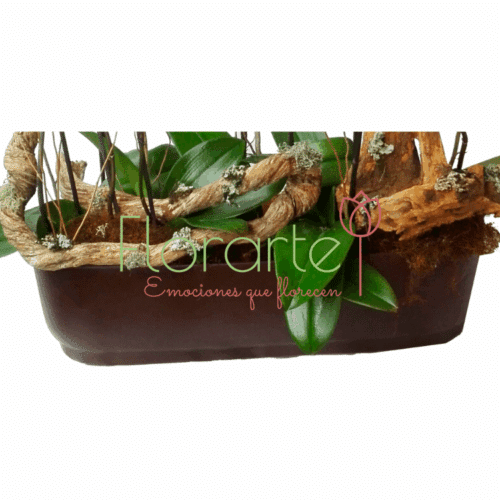 Delirio de Orquídeas