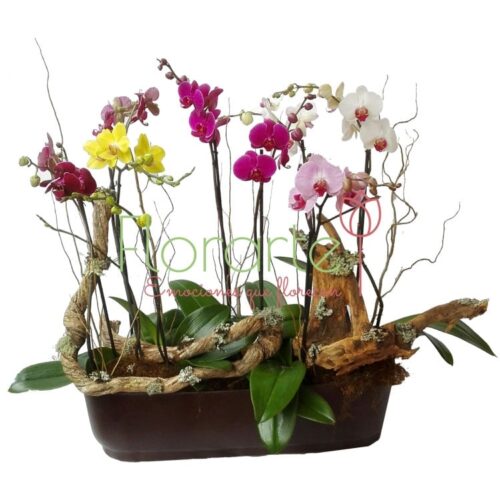 Delirio de Orquídeas