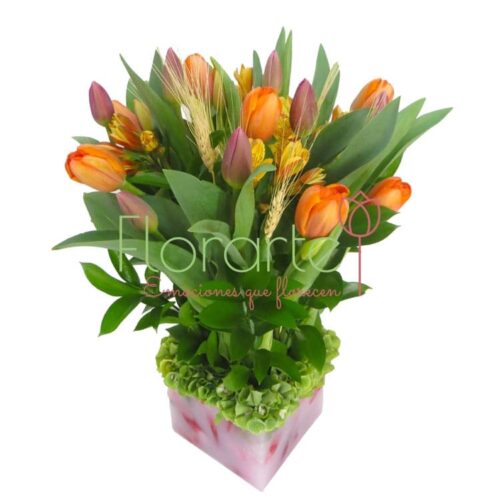 Florencia Trigo Holandes Florencia Trigo Holandes