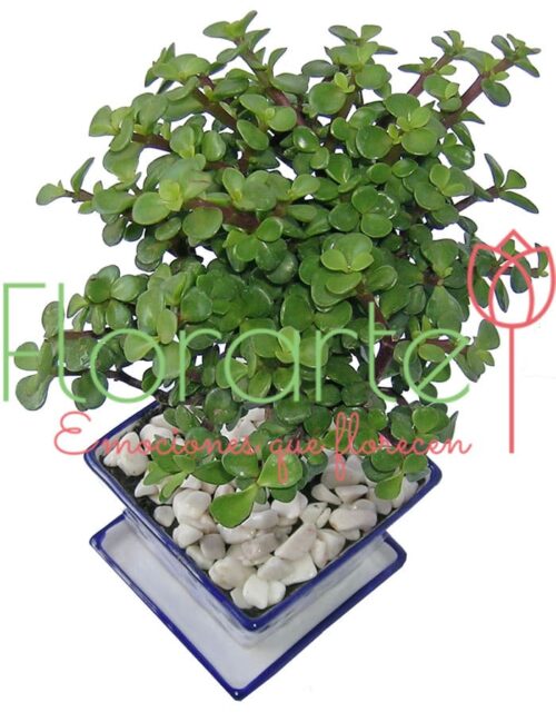 Árbol de la Abundancia