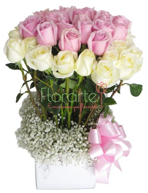 Gala Cariño Premium