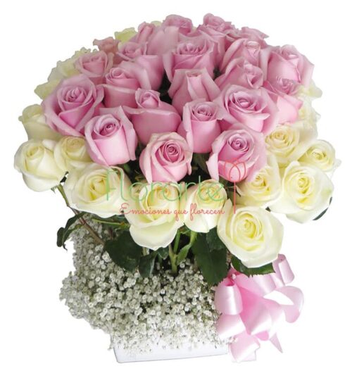 Gala Cariño Premium