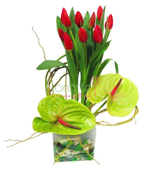 Florencia Anturios y Tulipanes