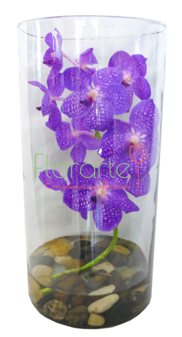 Vanda en Cilindro