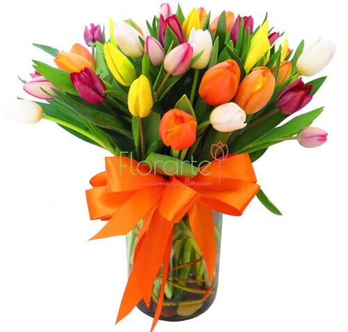 Resplandor de Tulipanes