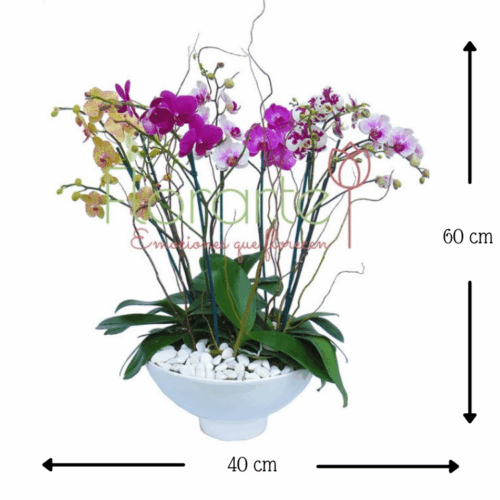 Fuente de Orquídeas Premium