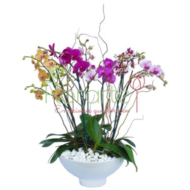 Fuente de Orquídeas Premium