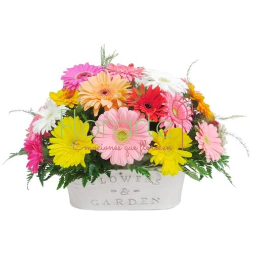 Voces de Primavera F&G