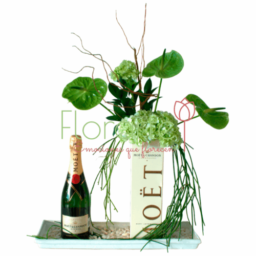 Moët Anturium Moët Anturium