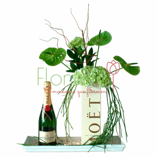 Moët Anturium Moët Anturium