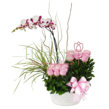 Cisne con Rosas