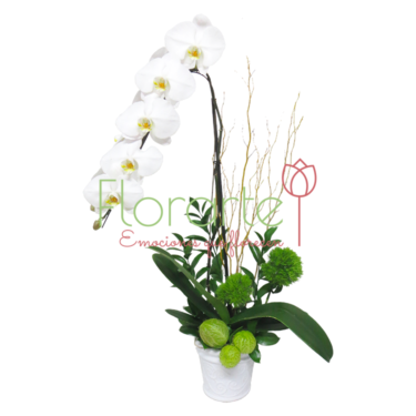 Orquídea Carmen Premium