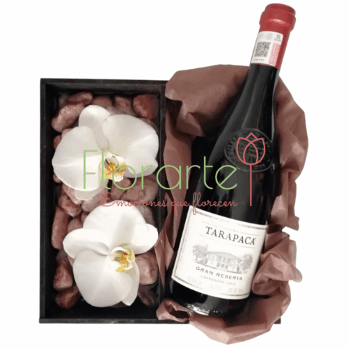 Tarapaca Phalenopsis