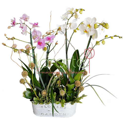 Orquídeas Bella Pareja