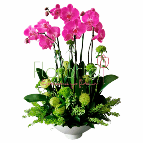 Orquídea Luna Bella Orquídea Luna Bella