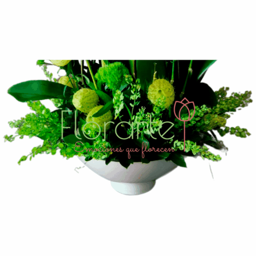 Orquídea Luna Bella Orquídea Luna Bella