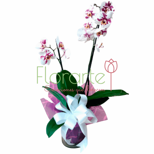 Pecas en la Espalda Pecas en la Espalda