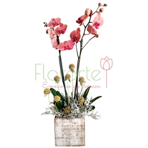 Orquídea Antique Orquídea Antique