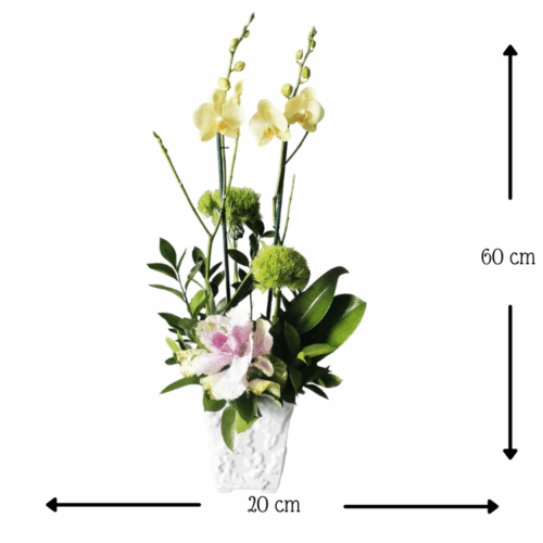 Orquídea Italia Rayos de Sol Orquídea Italia Rayos de Sol