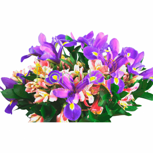 Lindo Amanecer Lindo Amanecer