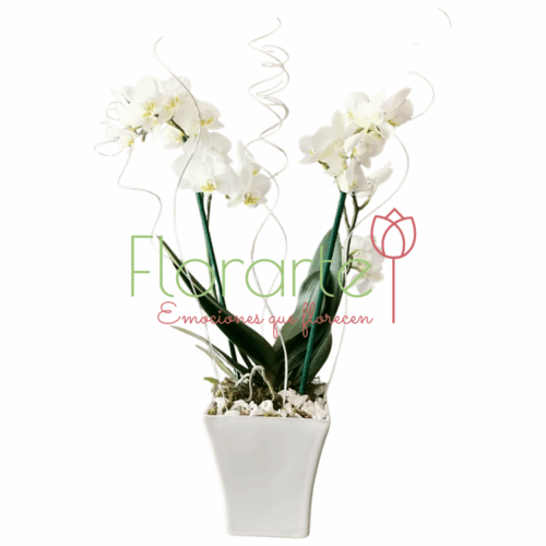 Orquídeas Luna Llena