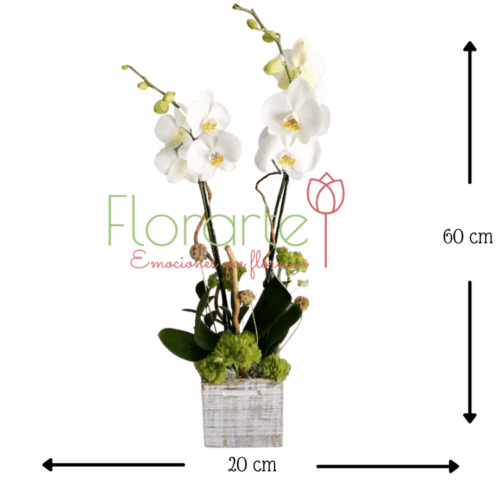 Marila Ángel del Suspiro