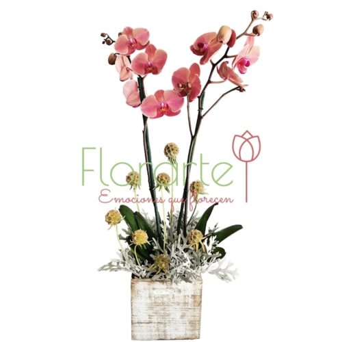 Orquídea Antique Orquídea Antique