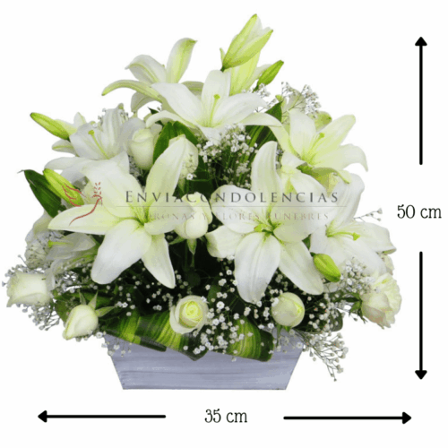 Mirada al Cielo Mirada al Cielo