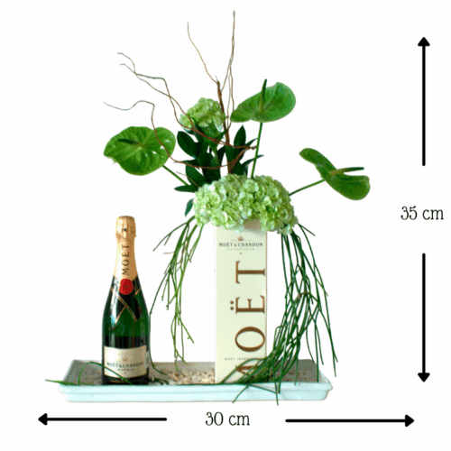 Moët Anturium Moët Anturium