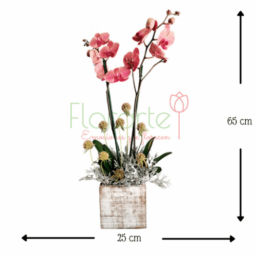 Orquídea Antique Orquídea Antique