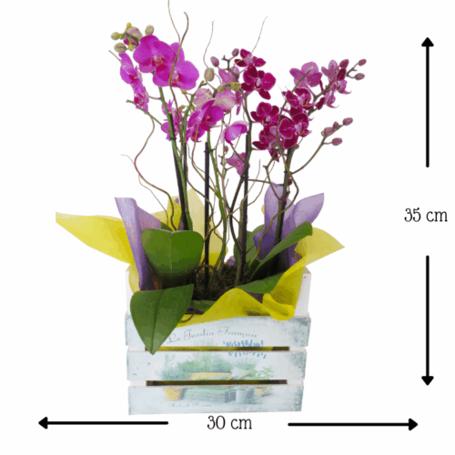 Orquídea Baby Campobella