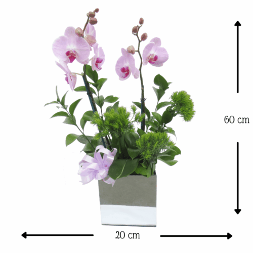 Orquídea Espejo Orquídea Espejo