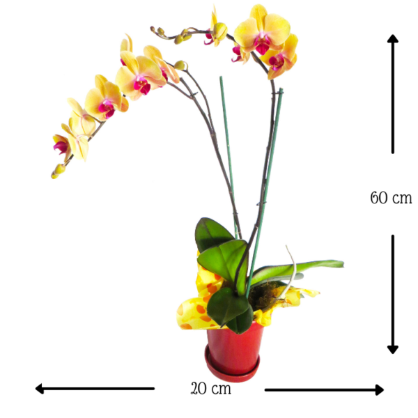 Orquídea Gaviota
