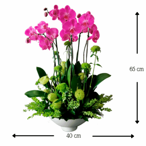 Orquídea Luna Bella Orquídea Luna Bella