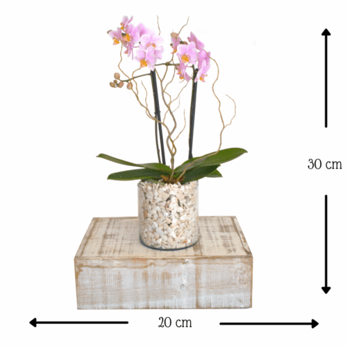 Orquídea Muffin Rosa