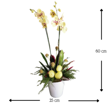 Orquídea Pecosa Limón