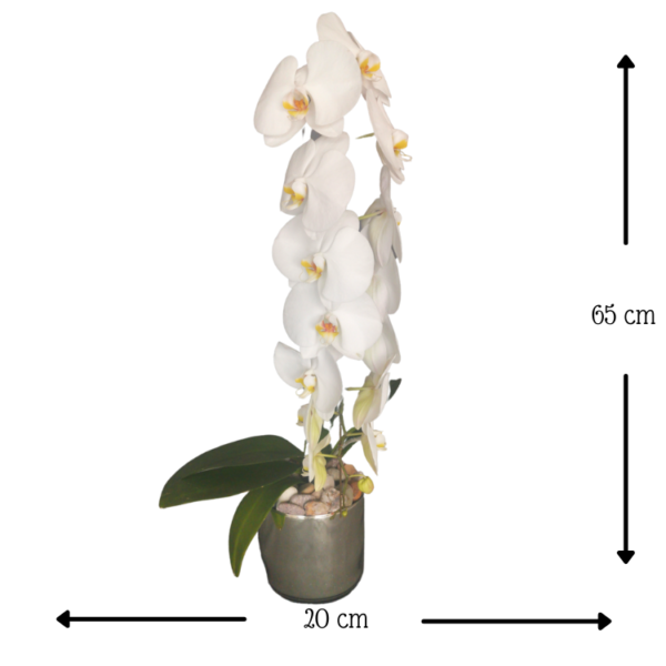 Orquídea Polanco