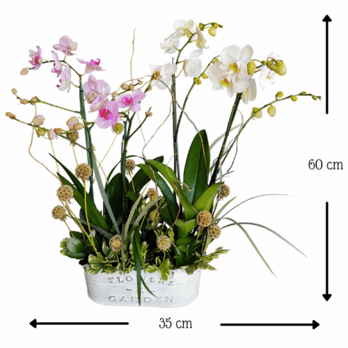 Orquídeas Bella Pareja