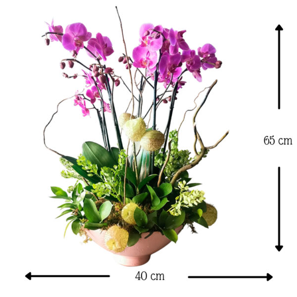 Orquídeas Luna Bella II