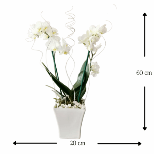 Orquídeas Luna Llena